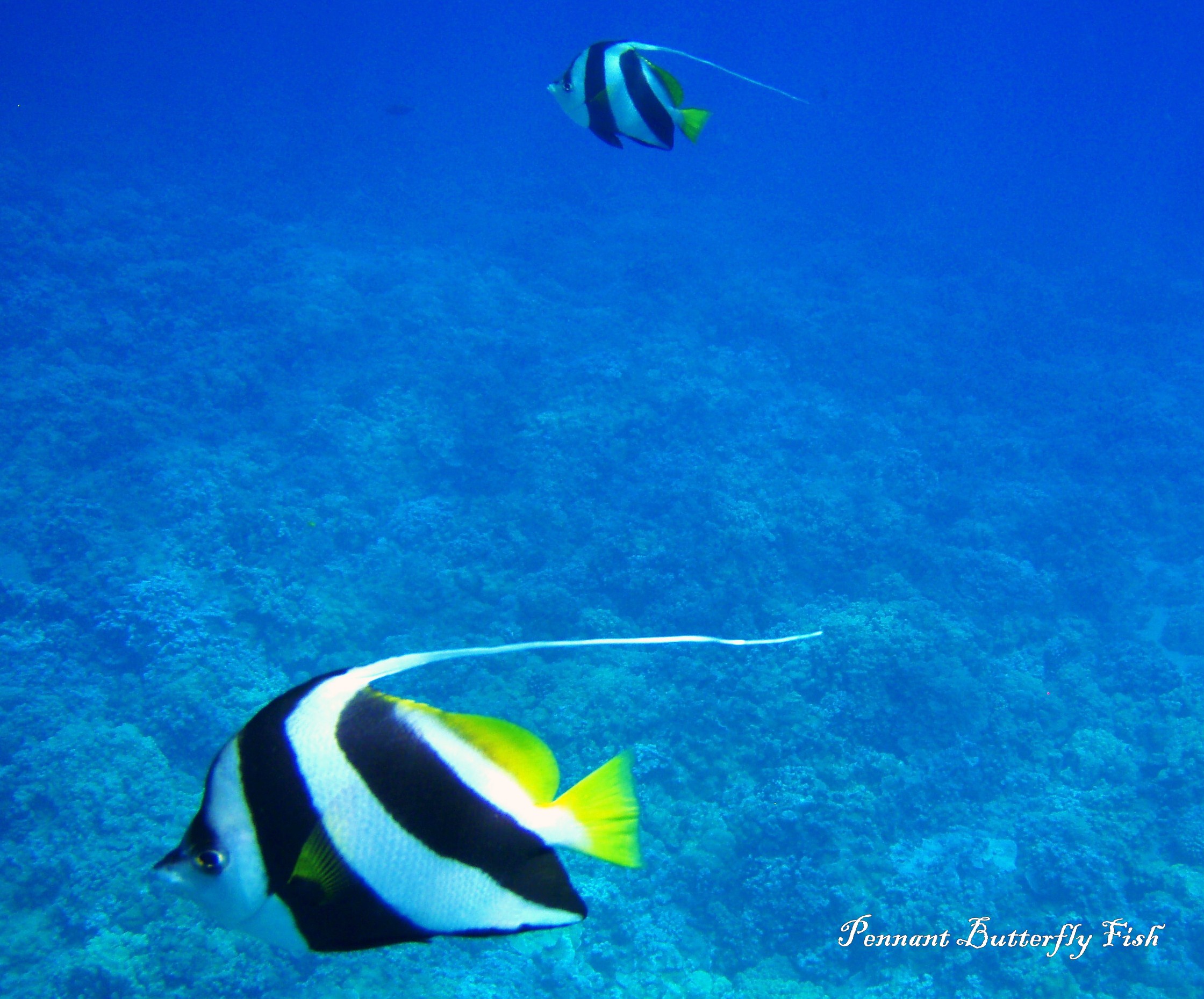 Pennant Butterflyfish