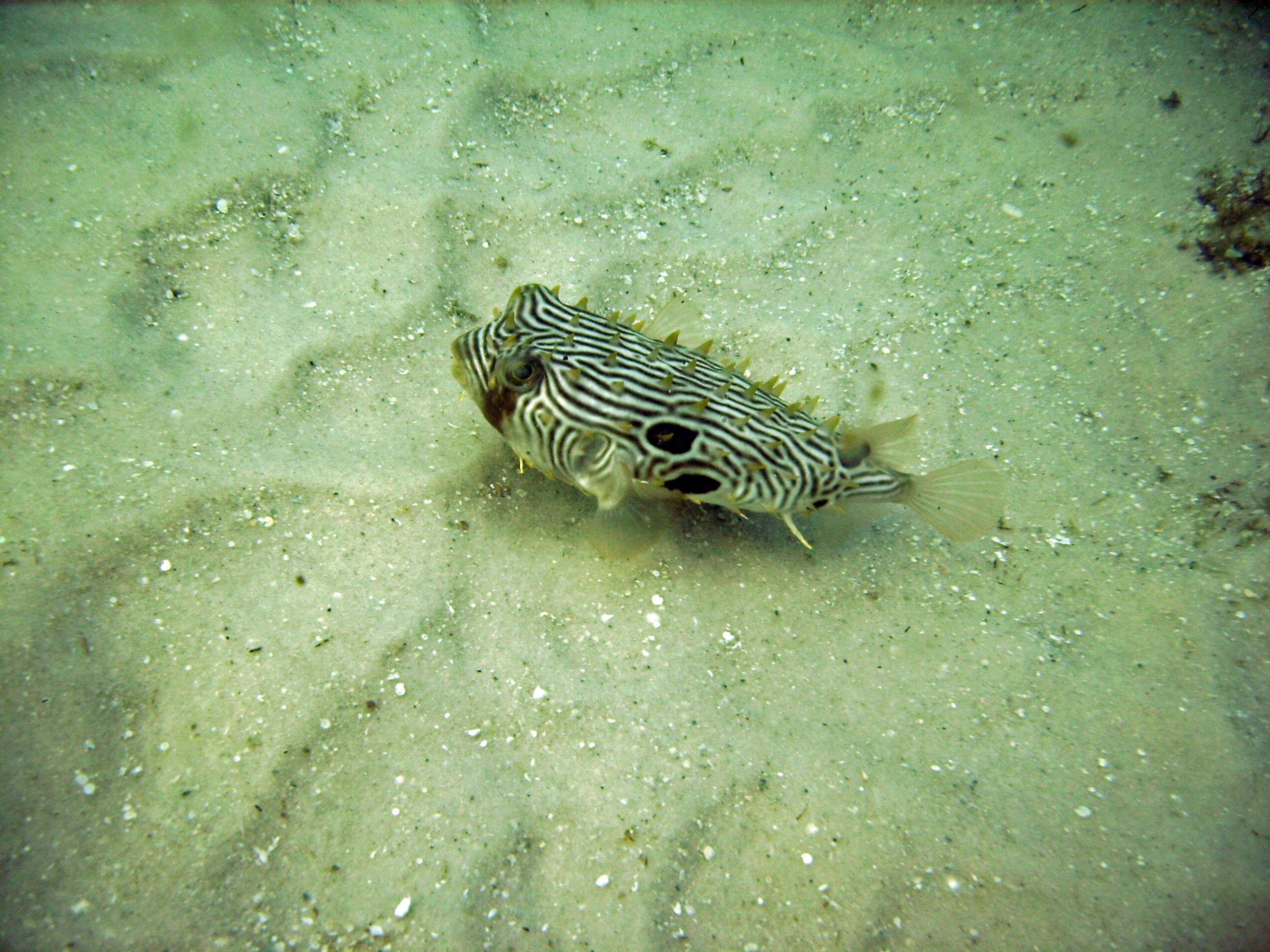 Pensacola Beach 6-30-07