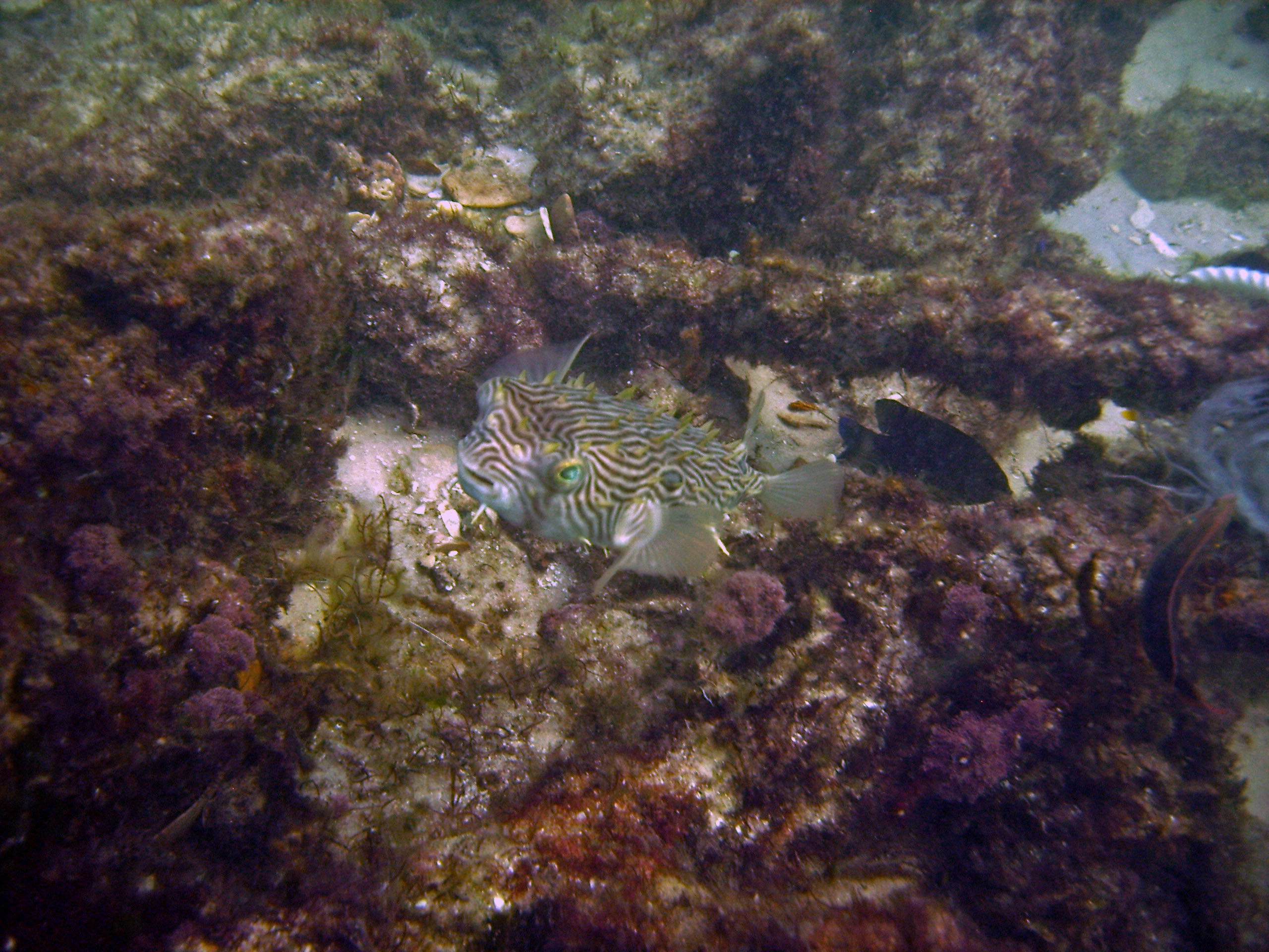 Pensacola Beach 6-30-07