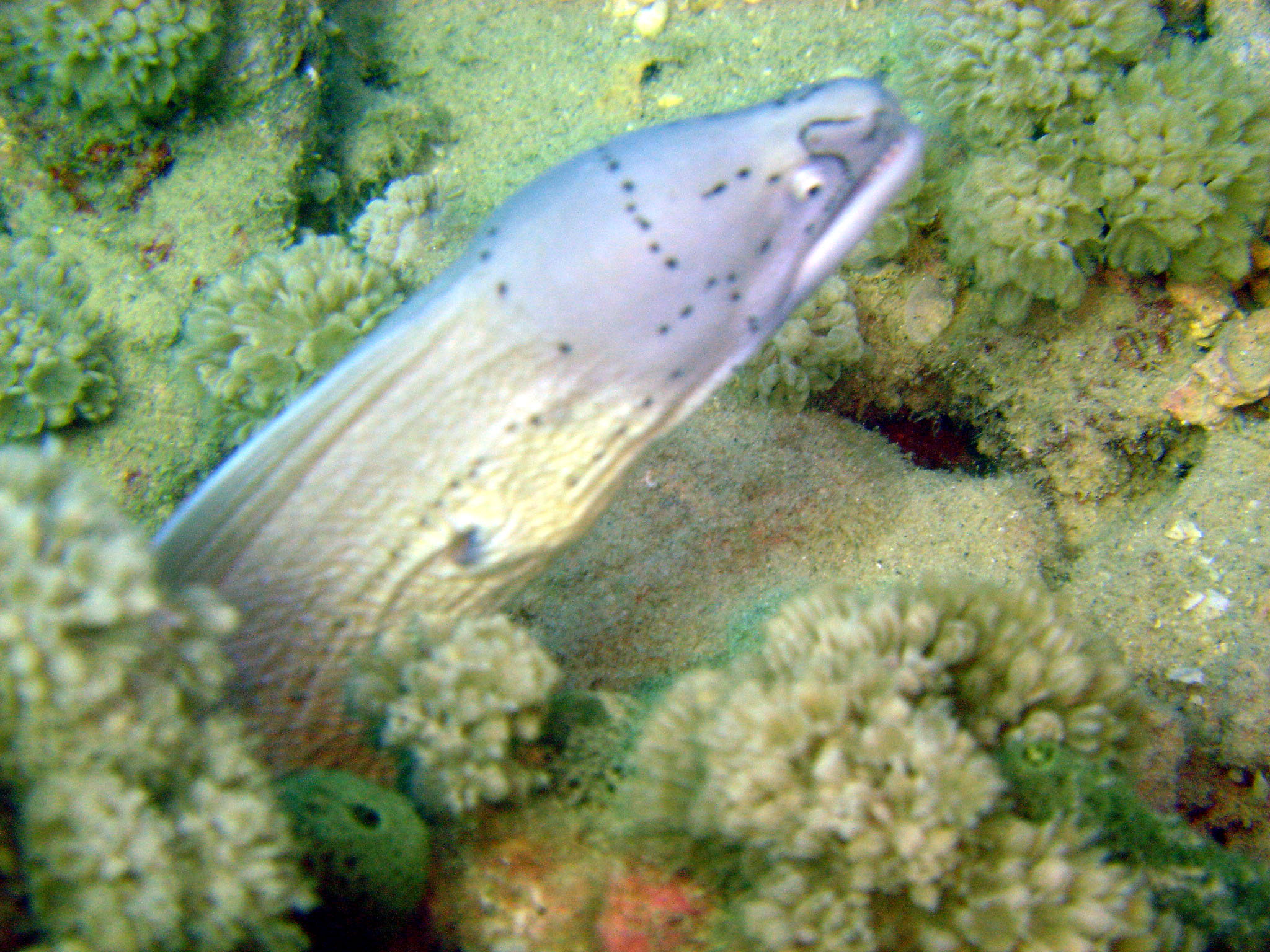 Peppered Moray - Nuweiba