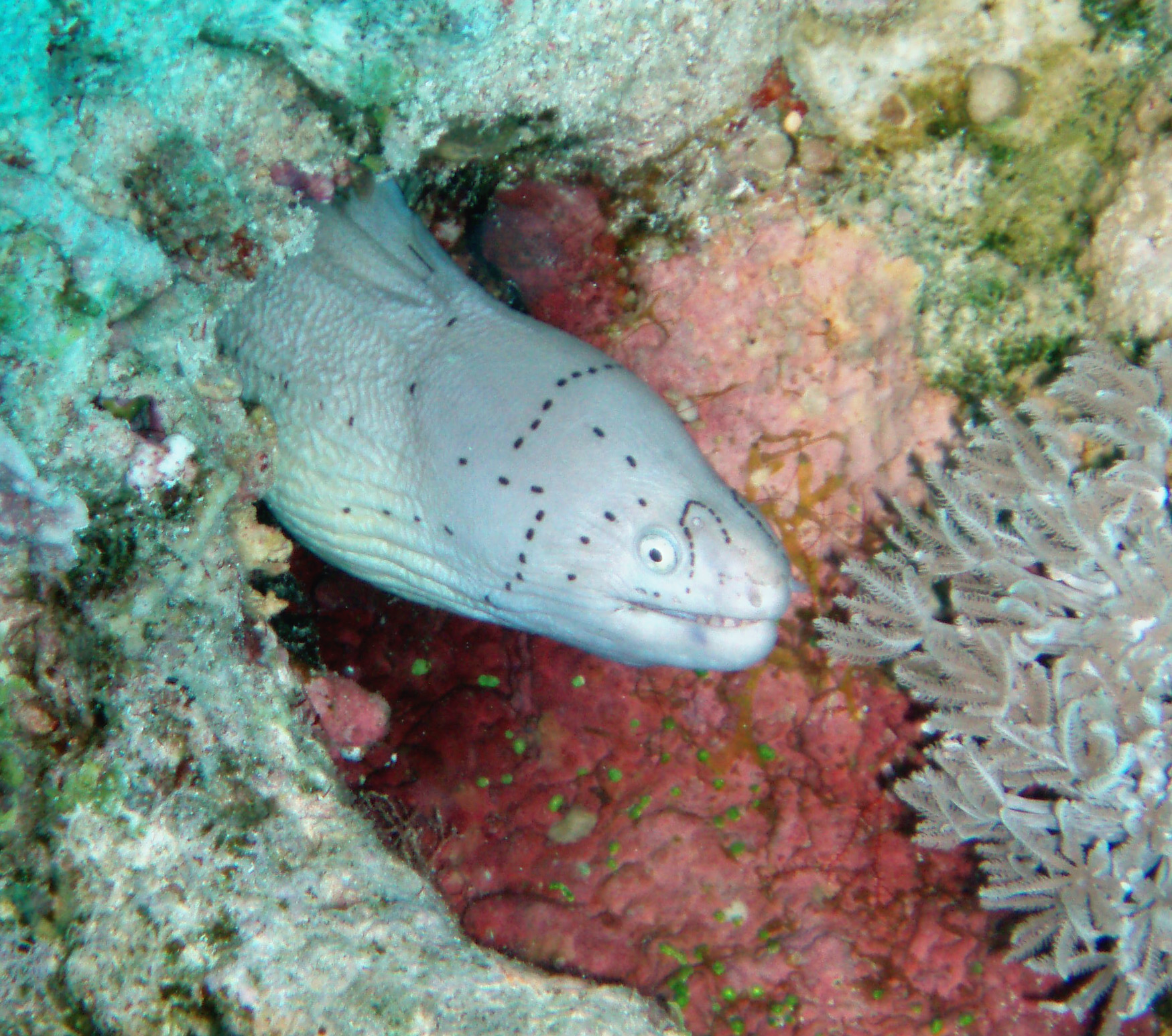 Peppered Moray