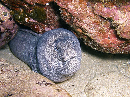 PepperedMoray