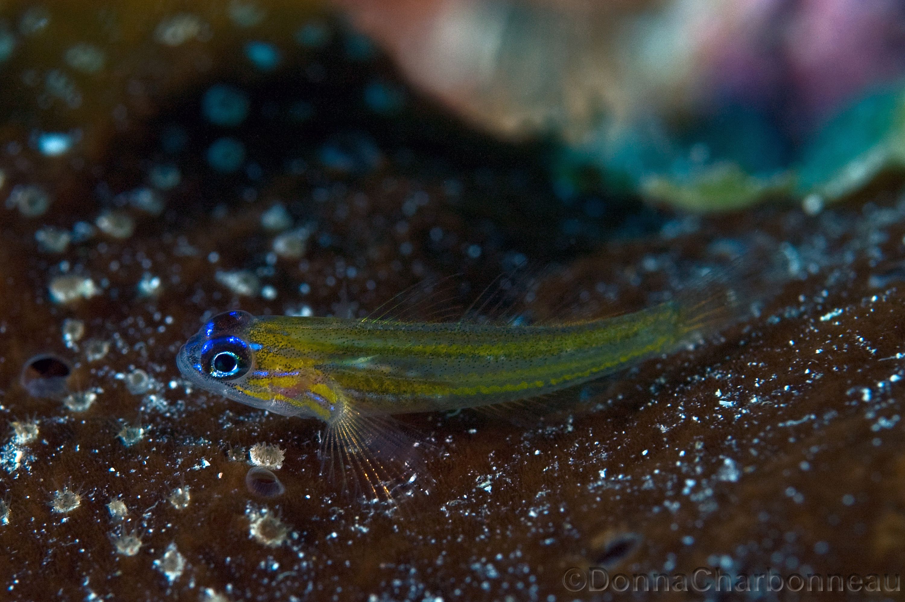 Peppermint Goby