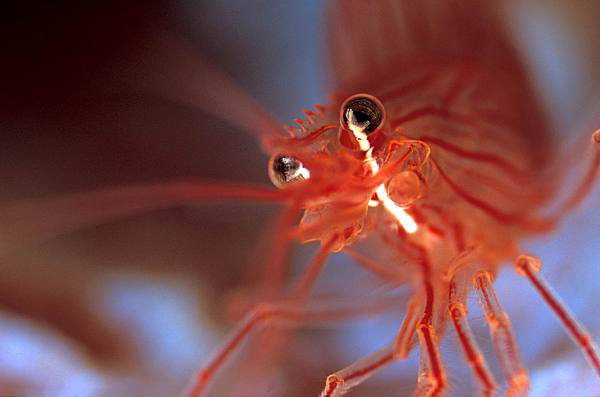 Peppermint shrimp