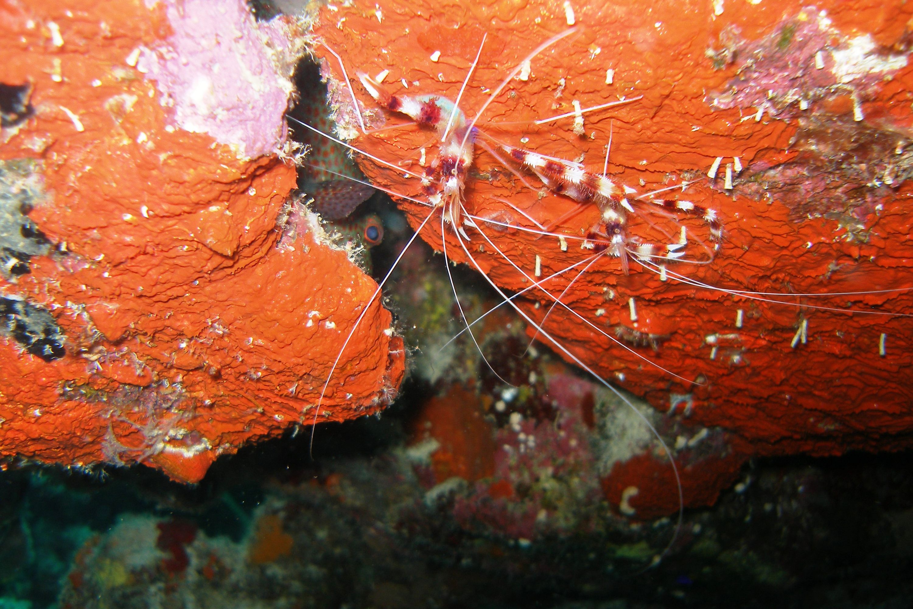 Peppermint_Shrimp-Bonaire