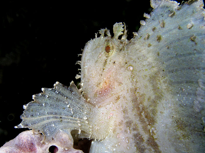 Perched White Leaf Scorpionfish