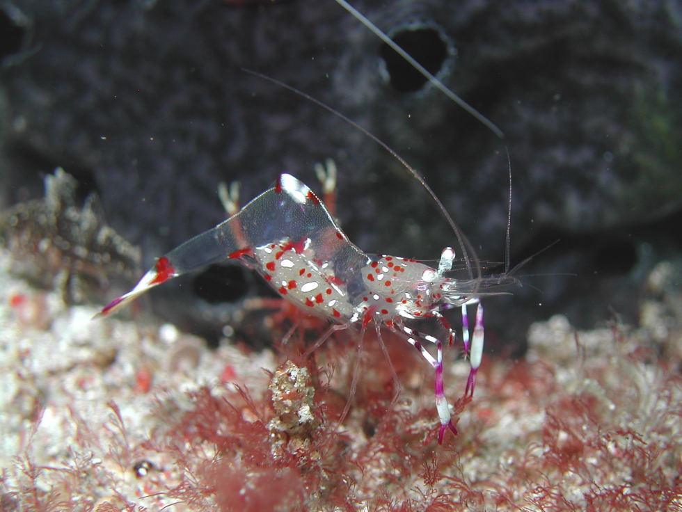 Periclemenes Holtuisi with Eggs