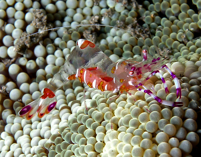 Periclimenes Anemone Shrimp