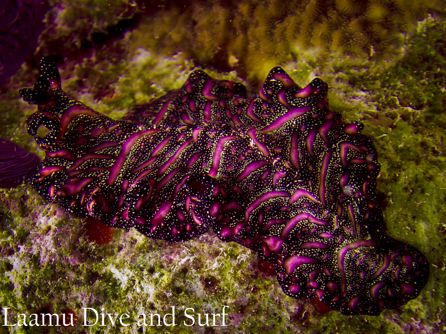 Persian Carpet Flatworm