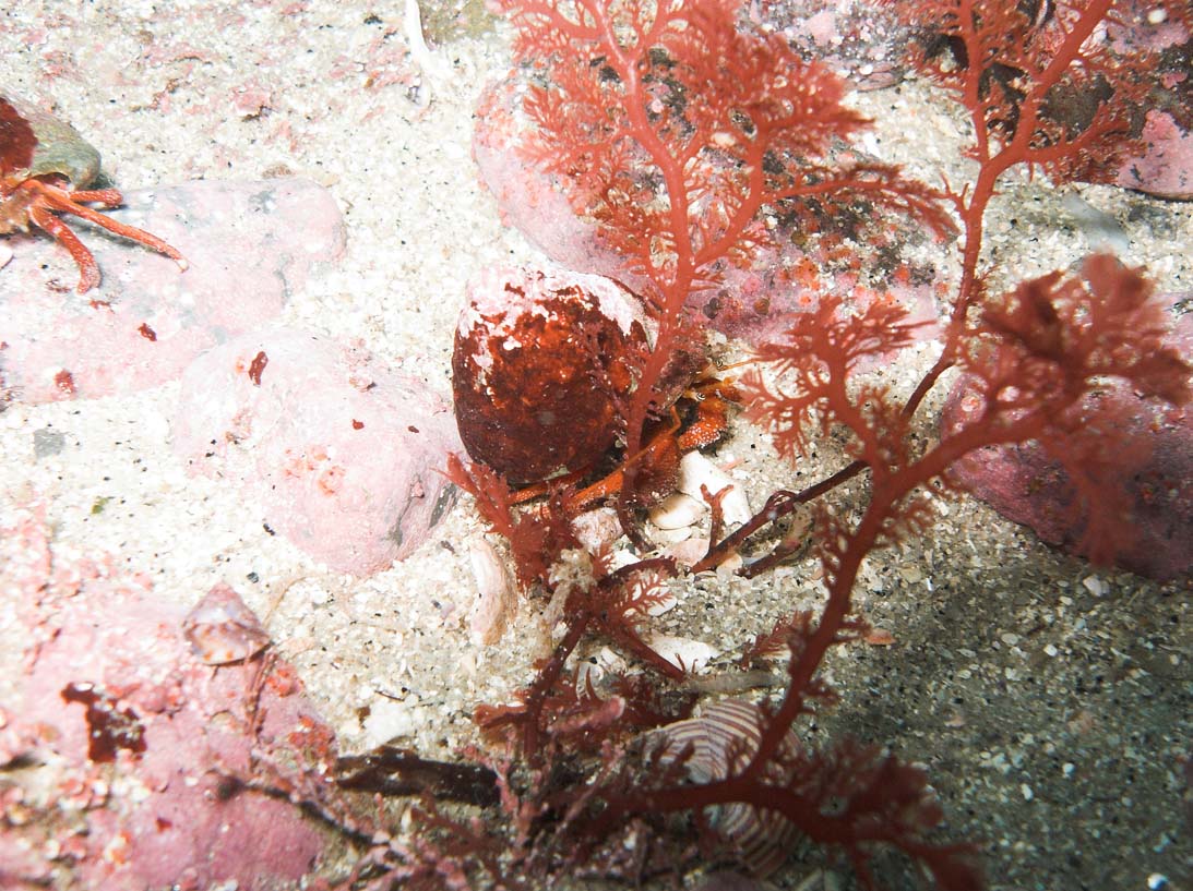 Pescadero Point and Aquarium Reef 2-19-06