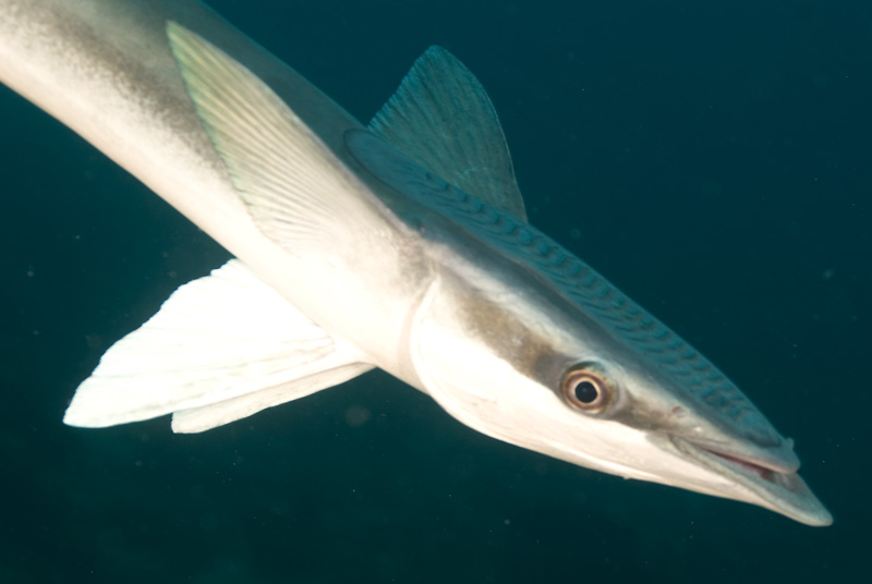 Pesky Remora