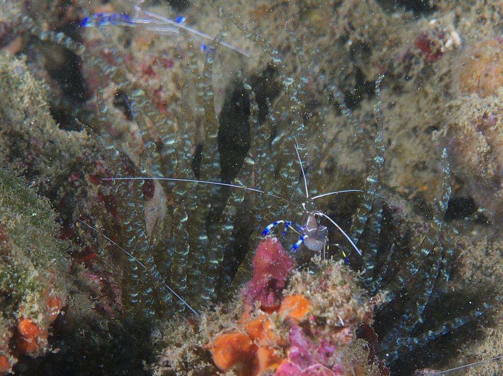 peterson_shrimp_2011_06_70