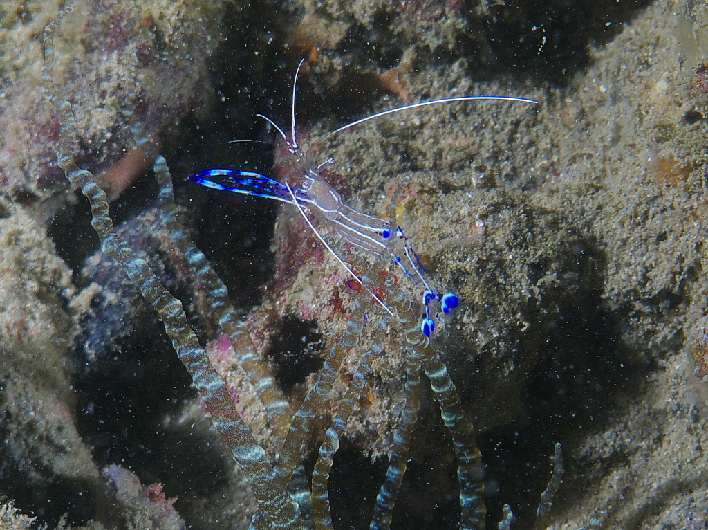 peterson_shrimp_2011_06_71