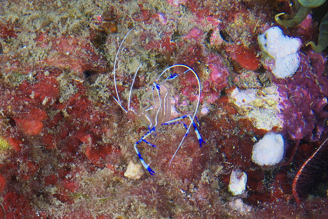 peterson_shrimp_2011_07_01