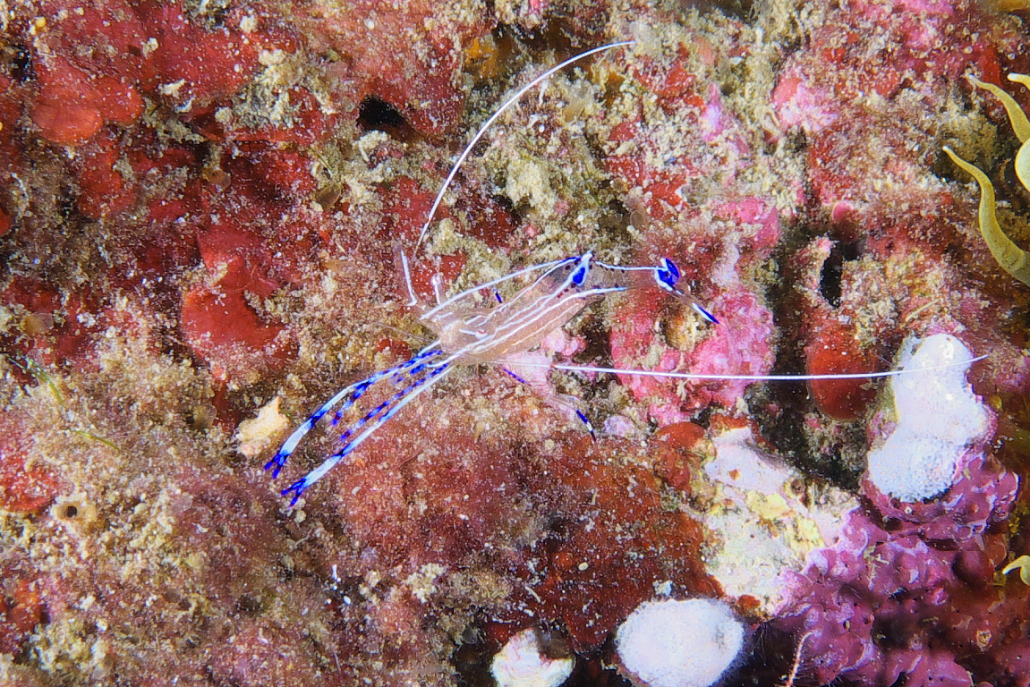 peterson_shrimp_2011_07_02