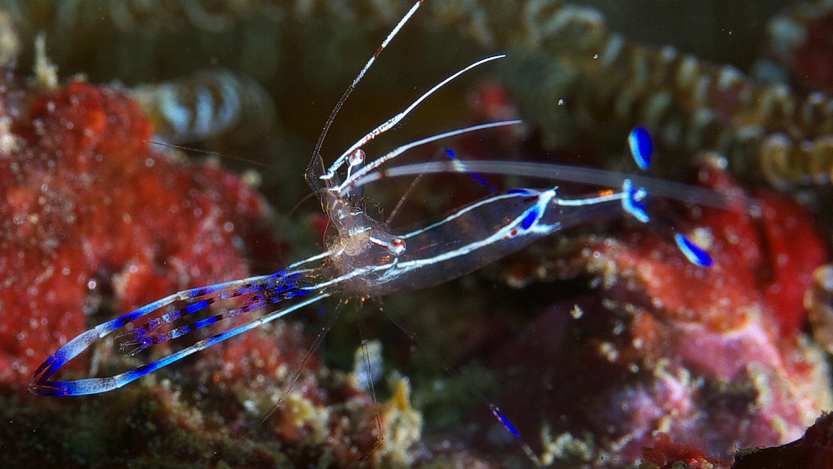 peterson_shrimp_2011_07_09_02