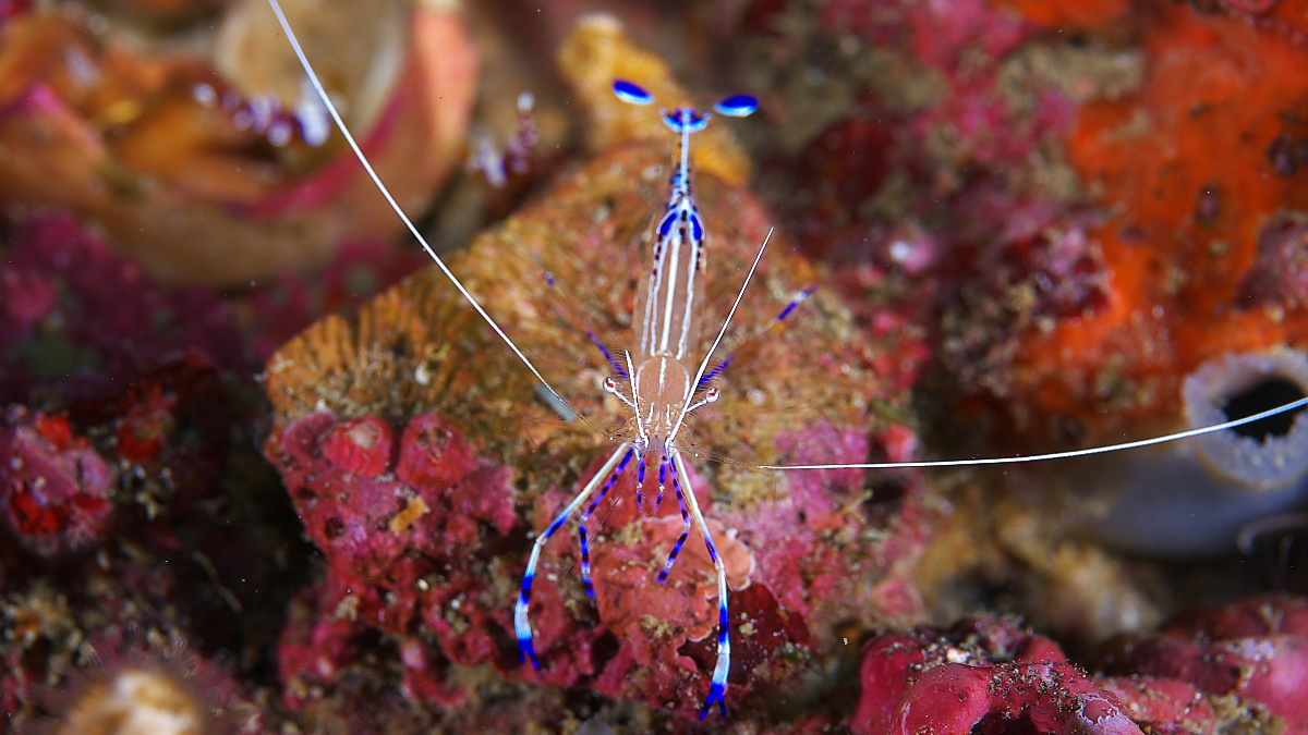 peterson_shrimp_2011_07_09_03