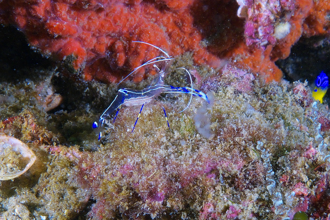 peterson_shrimp_2011_07_34
