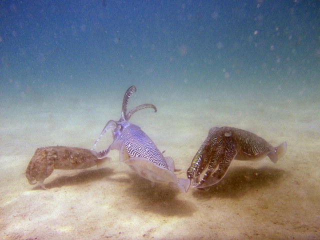 Pharoah Cuttlefish