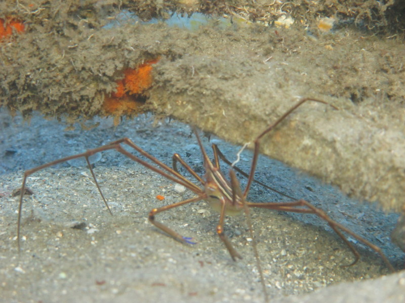 Phil Foster Park (Under the Blue Heron Bridge), WPB, FL 2010-12-17.