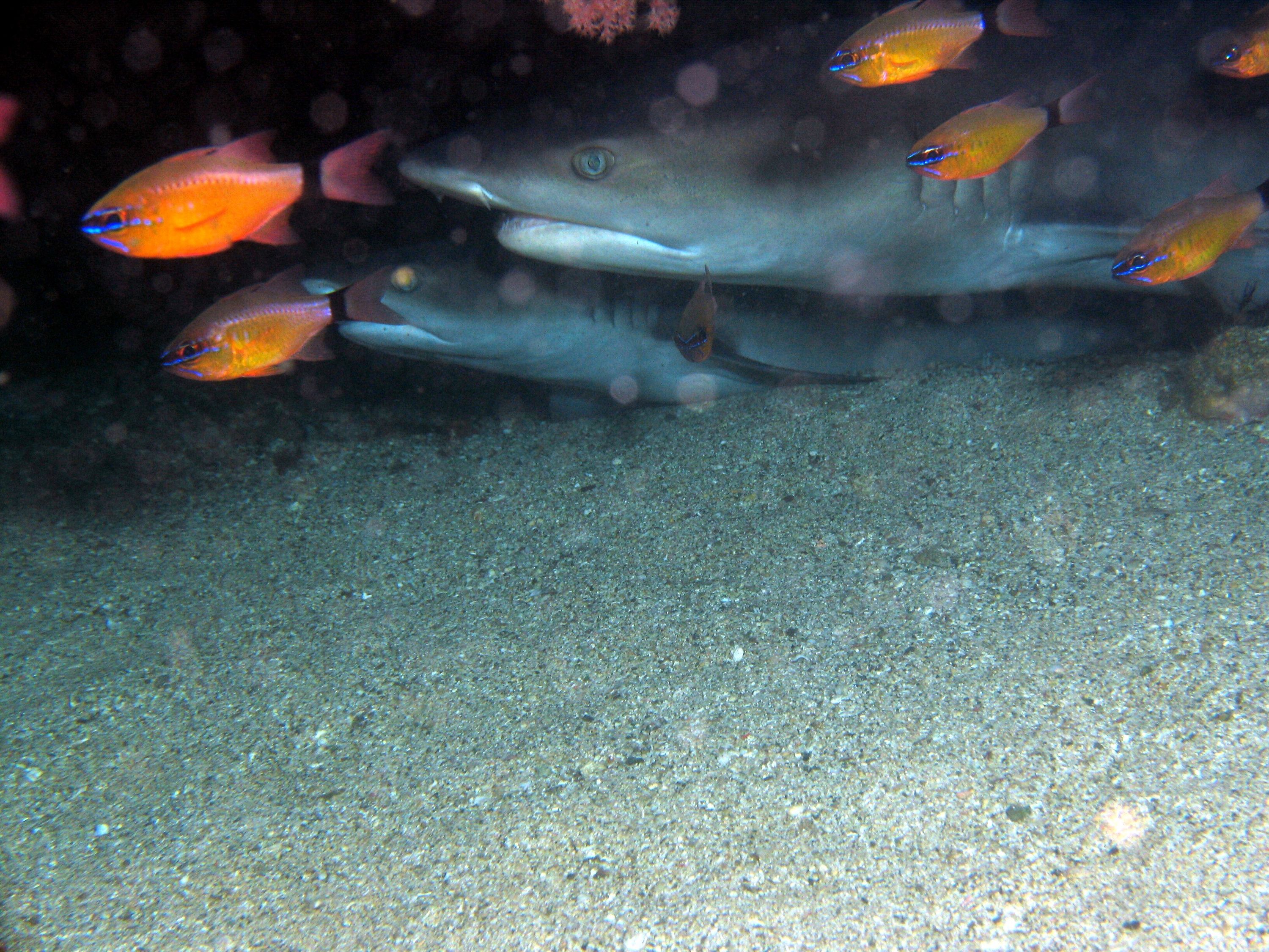 phillipines. shark cave