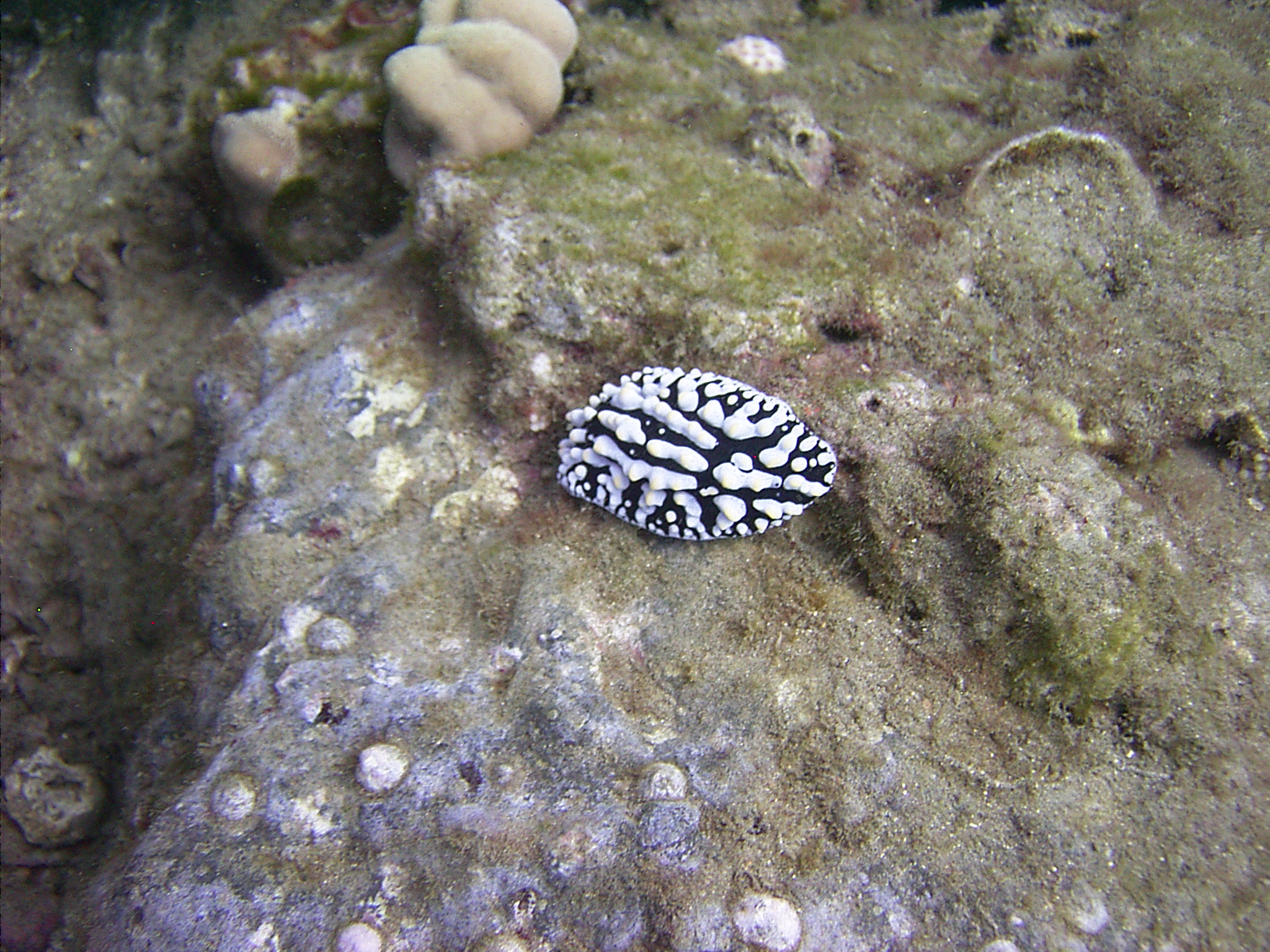 Phylidia varacella- Kona Hawaii