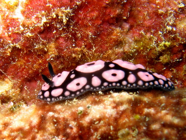 Phylidiella Annulata