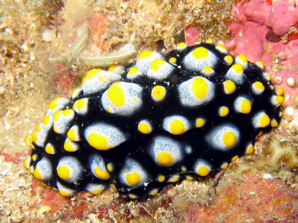 Phylidiella carlsonhofi