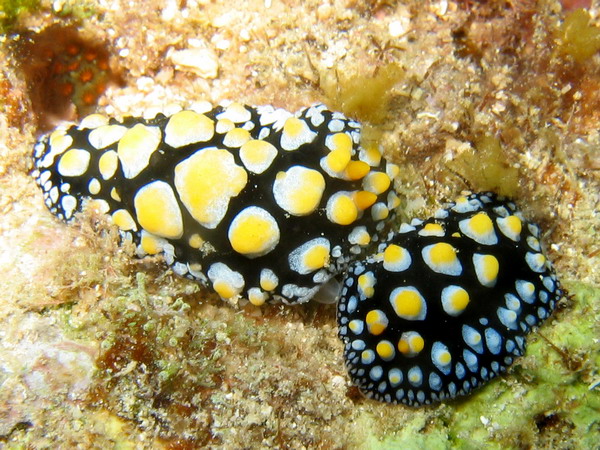 Phylidiella carlsonhofi