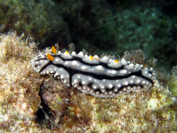 Phylidiella Elegans 3