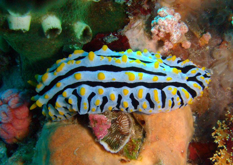 Phyllidia varicosa