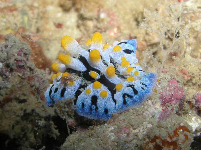 phyllidia varicosa