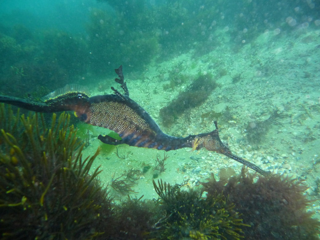 Phyllopteryx taeniolatus (Weedy Sea Dragon)