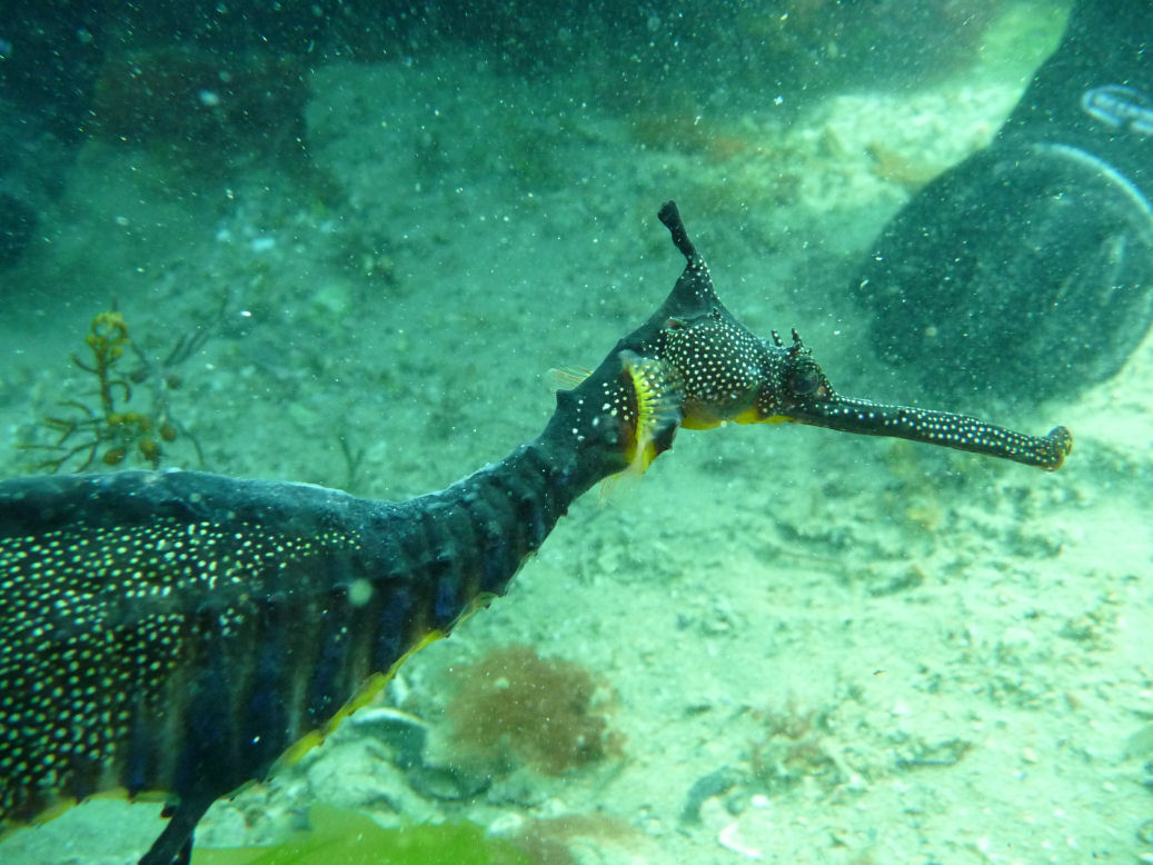 Phyllopteryx taeniolatus (Weedy Sea Dragon)