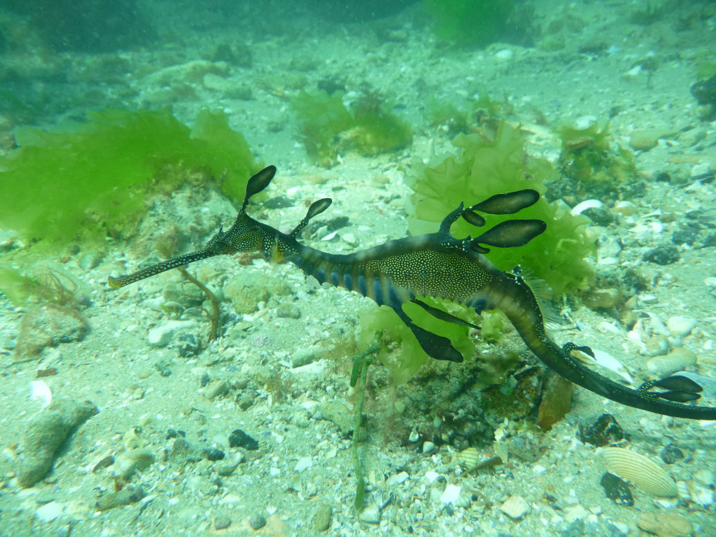 Phyllopteryx taeniolatus (Weedy Sea Dragon)