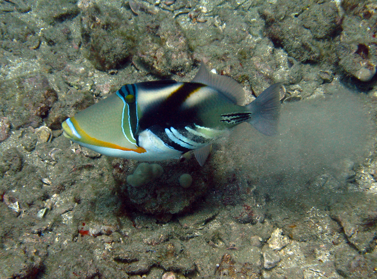 Picasso Triggerfish