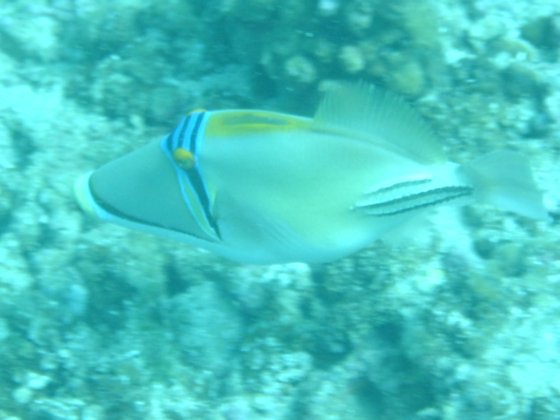 picassotriggerfish