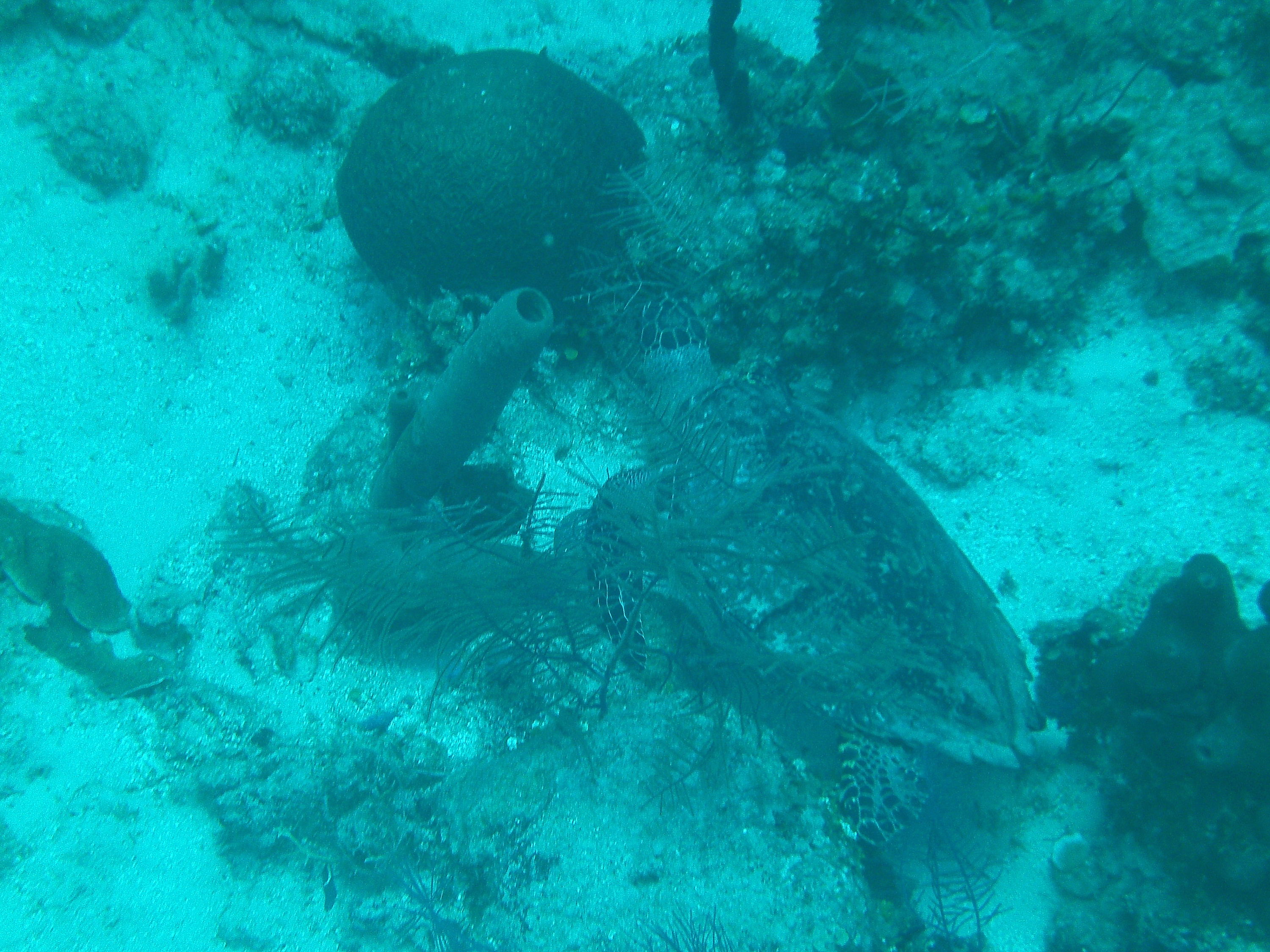 PICT0062_Turtle