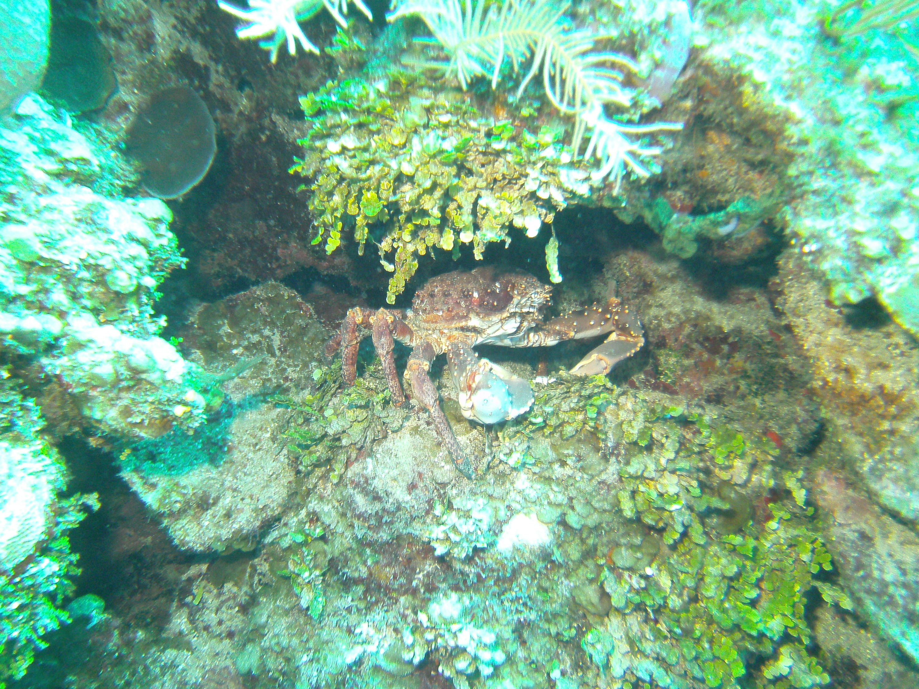 PICT0064_giant_crab