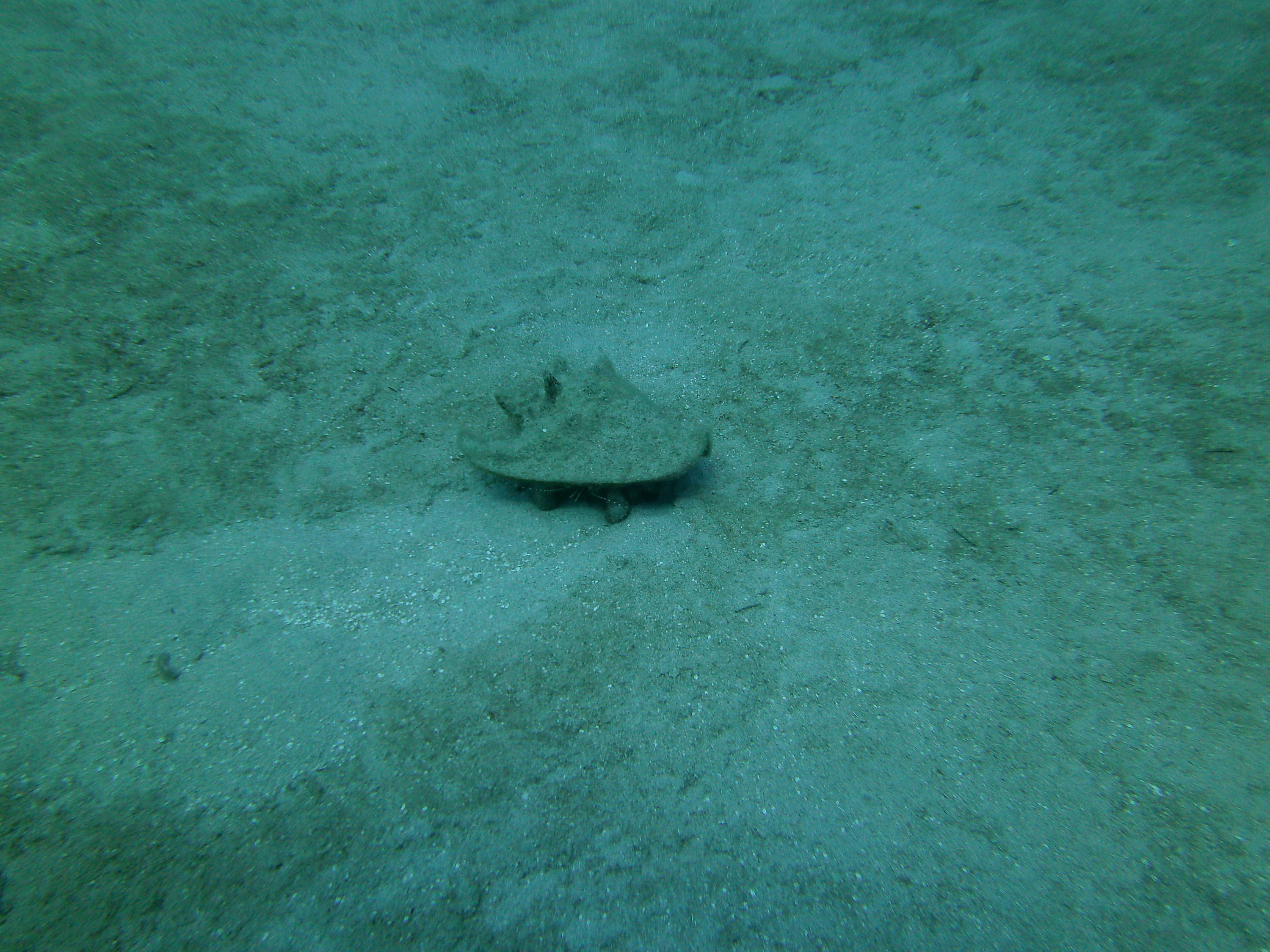 PICT0165_Giant_Hermit