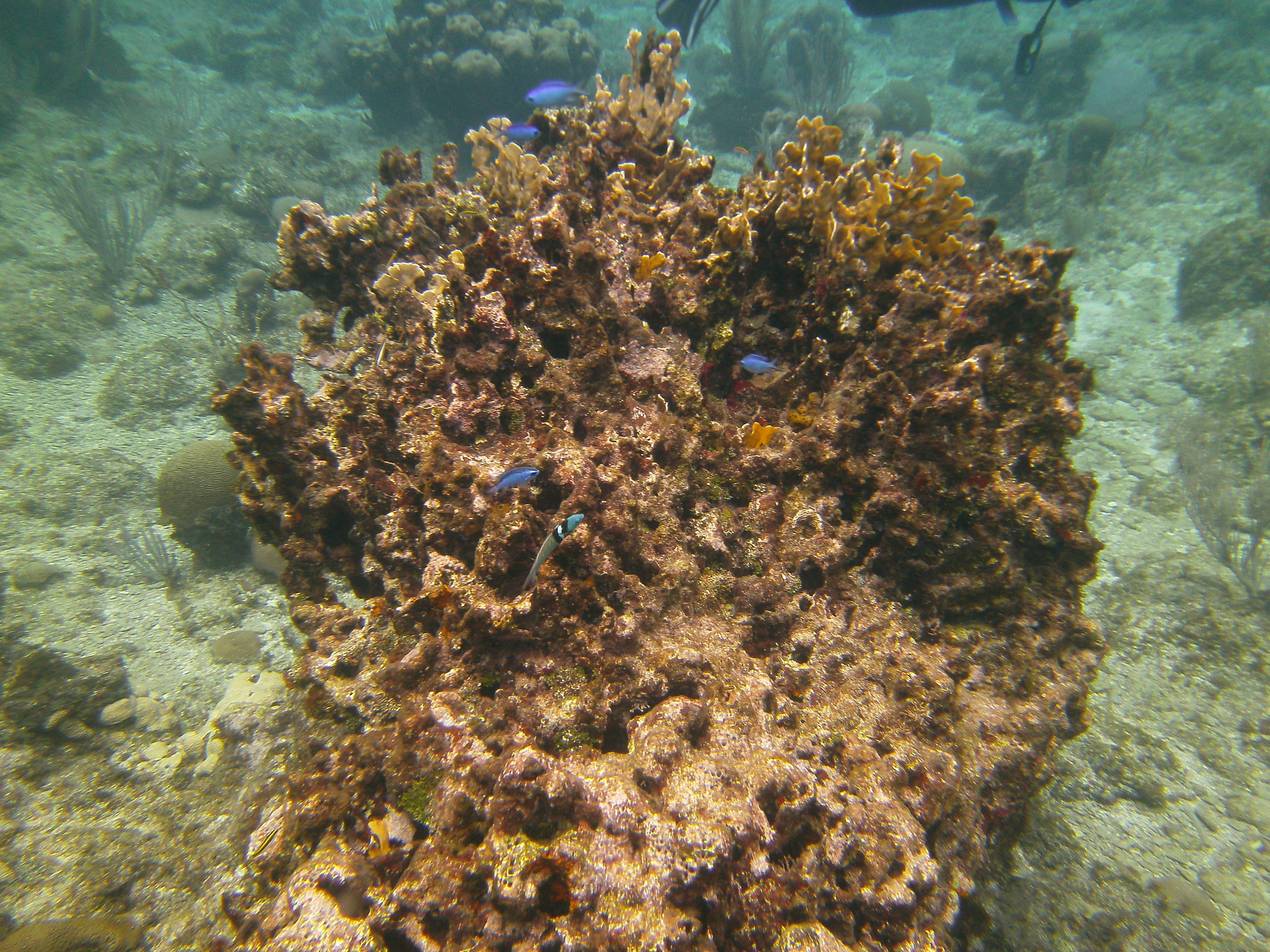 PICT0172_Bluehead_Wrasse_Blue_Chromis