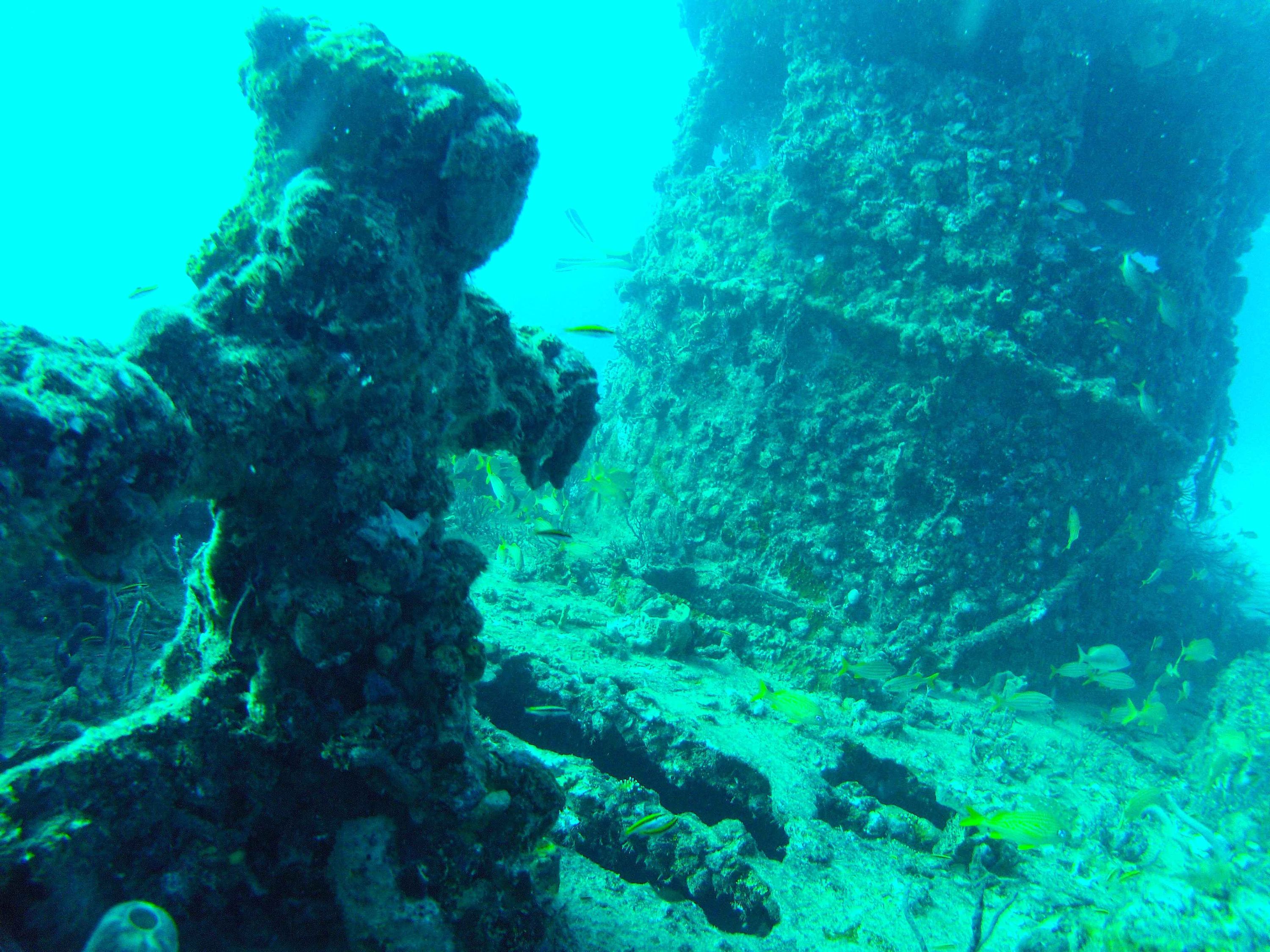 Pictures from first few dives