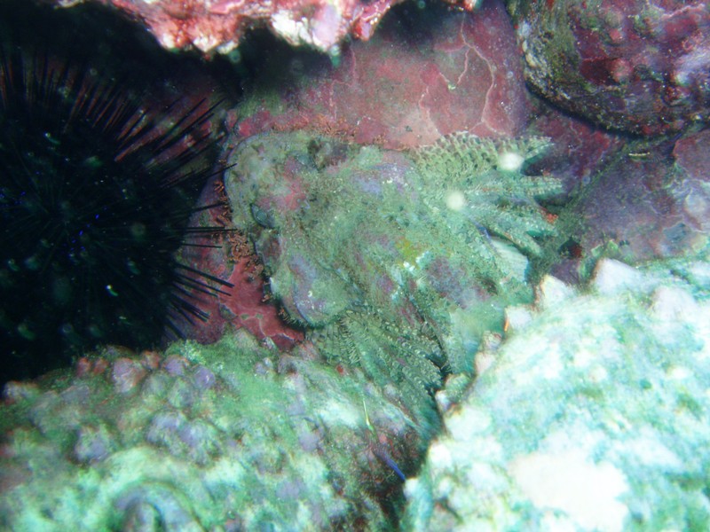 pictures while diving