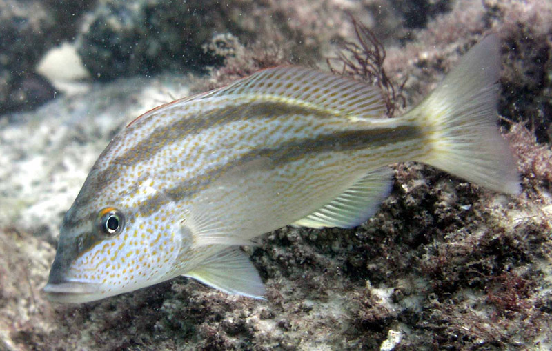 Pigfish - destin jetties