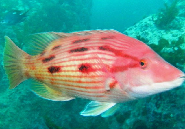 Pigfish