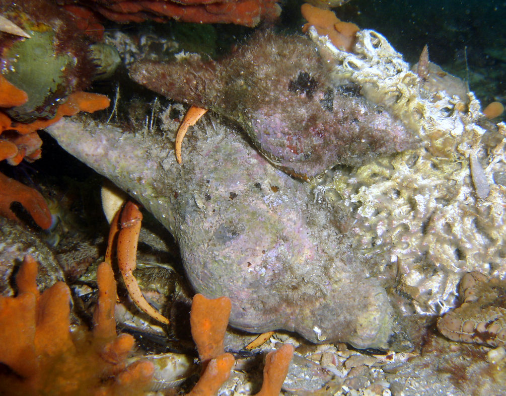 Piggybacking Hermit Crabs