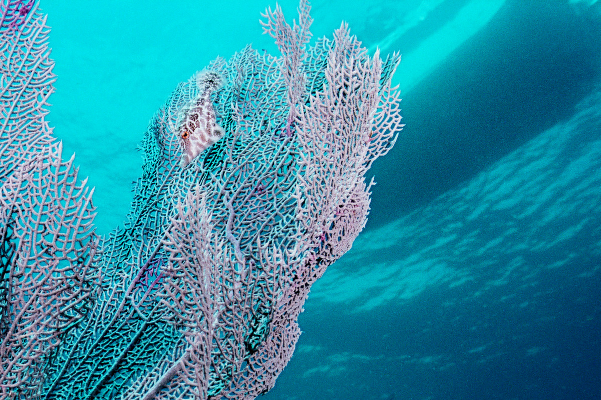 Pigmy Filefish on the Benwood - Key Largo