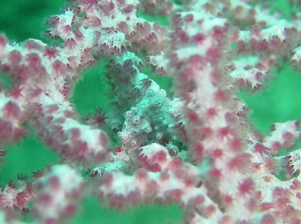 Pigmy_seahorse