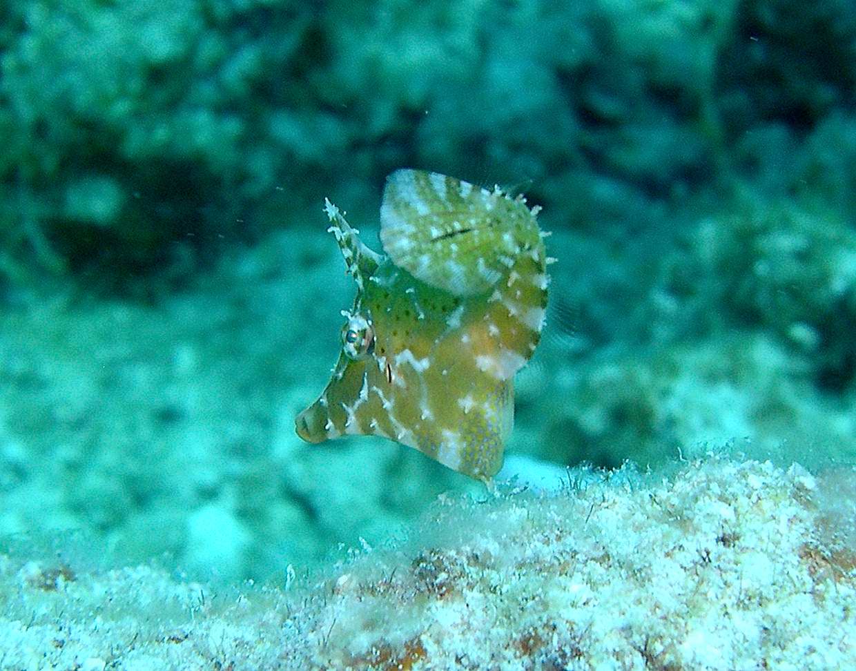 pigmyfilefish