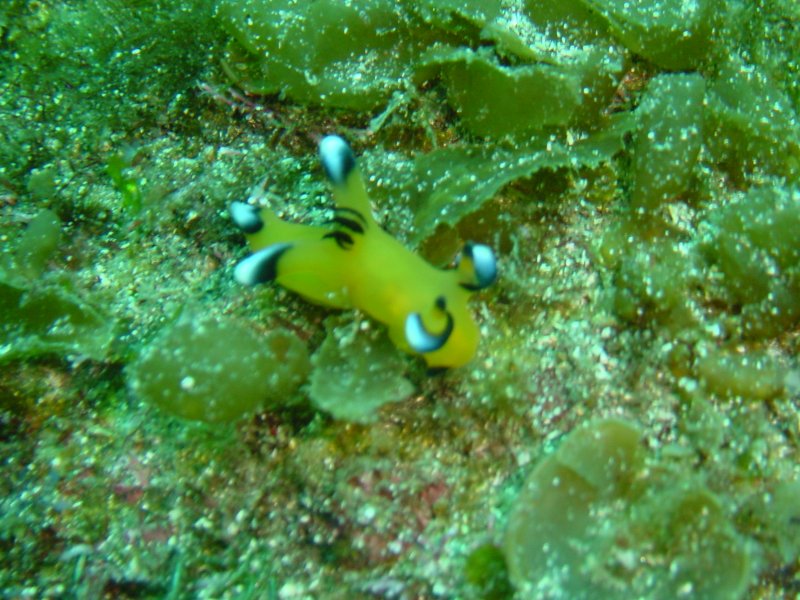 Pikachu Nudibranch